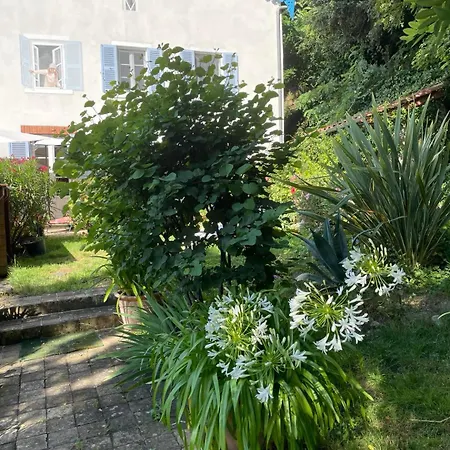 Les Agapanthes *