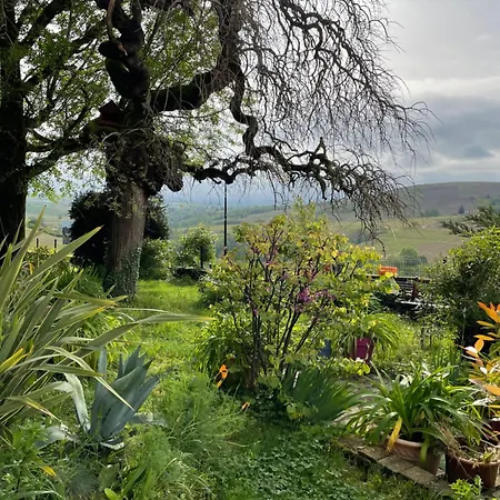 Les Agapanthes Vaux-en-Beaujolais